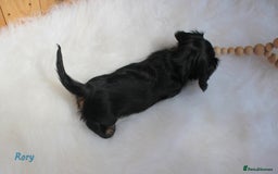 Miniature Dachshund dogs for sale: KC Health tested Licensed breeder 12 years exp - Image 29