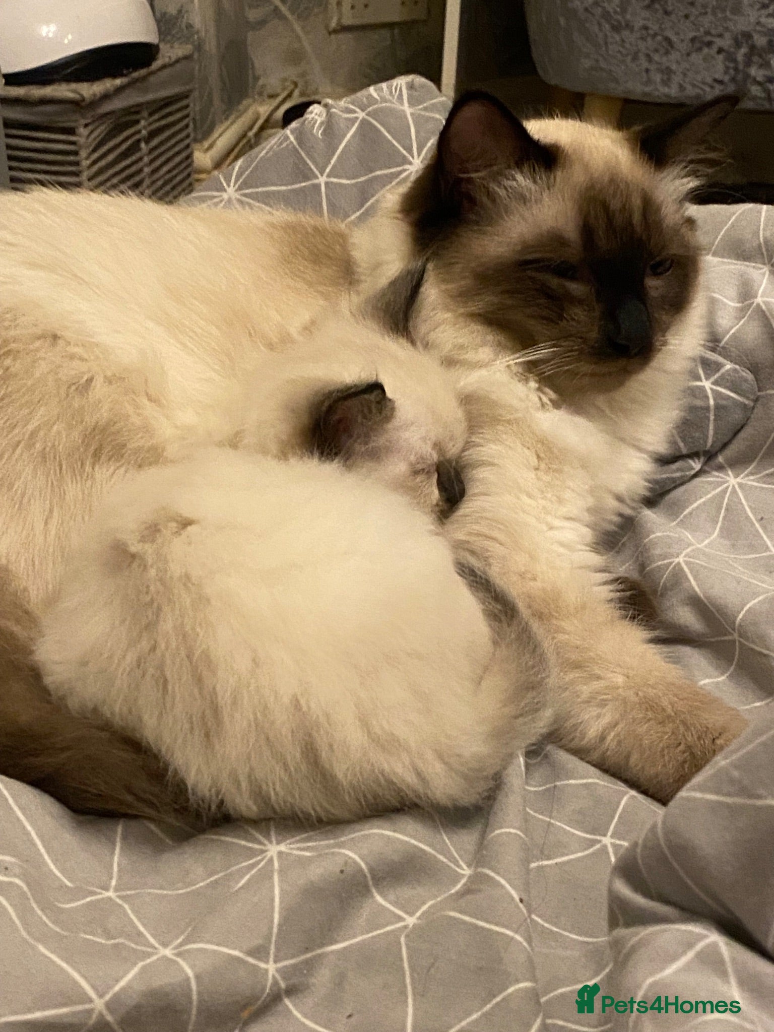 Ragdoll cats Family Raised Ragdoll Kittens} - Advert 2