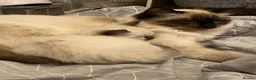 Ragdoll cats for sale: Family Raised Ragdoll Kittens} - Advert 2