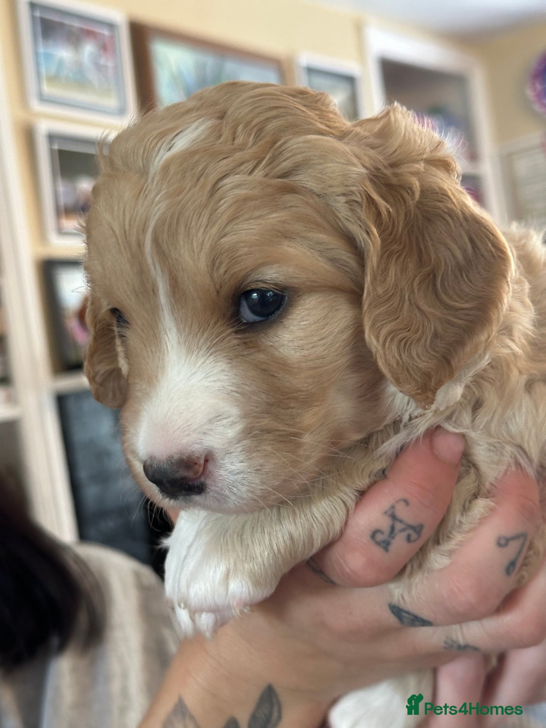 Labradoodle dogs for sale: Beautiful 50/50 British x Australian Labradoodles in Knighton - Image 28