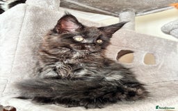 Maine Coon cats for sale: Maine coon - Image 15