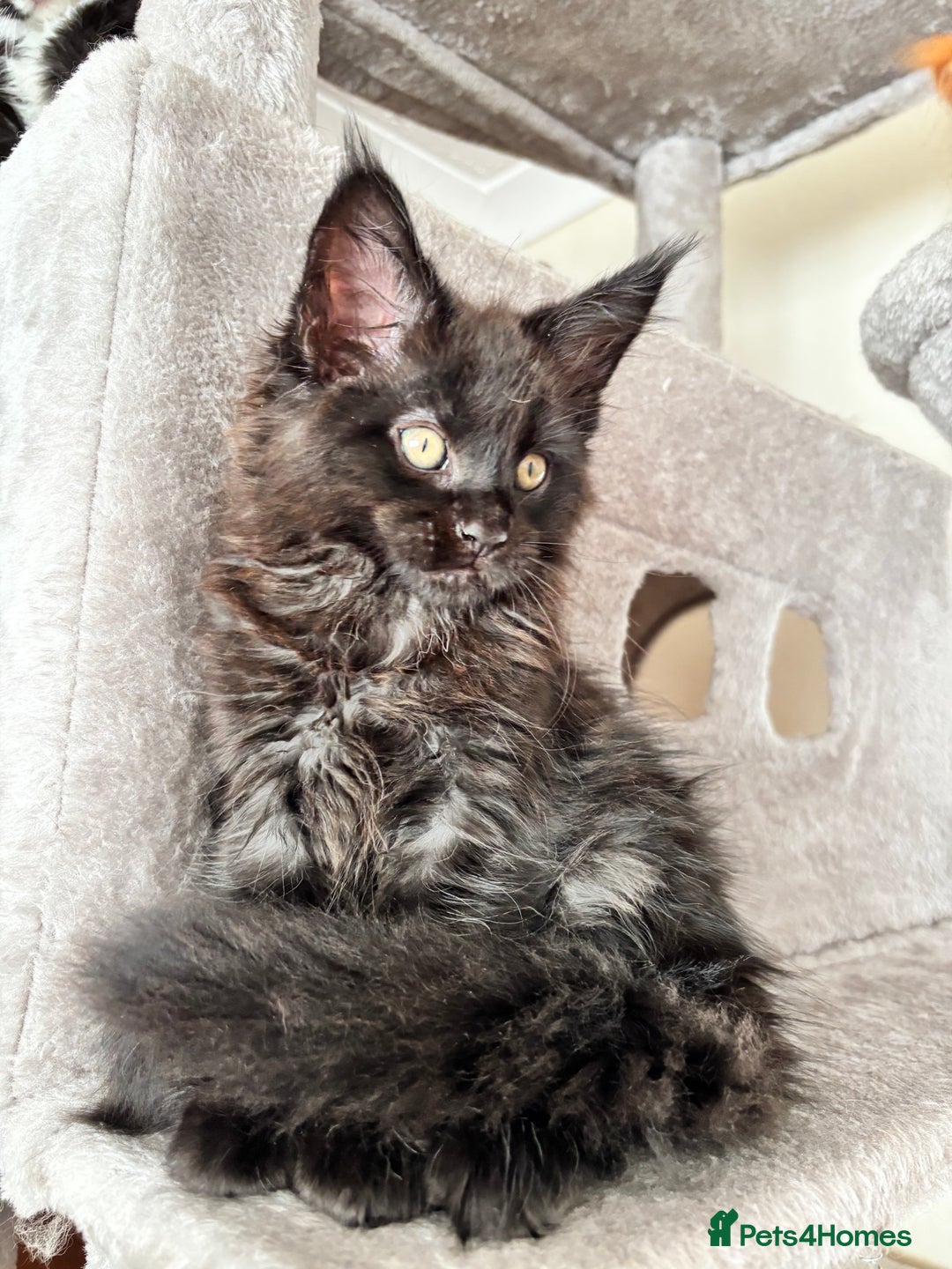 Maine Coon cats for sale: Maine coon - Image 15
