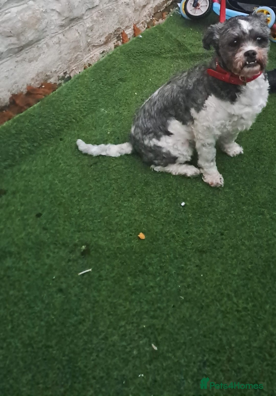 Zuchon dogs for sale: Our beautiful shihtzu x bischon  - Advert 3