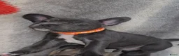 French Bulldog dogs for sale: NEW VIDEOS Gorgeous French Bull Dog Puppies - Advert 8
