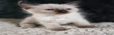 Ragdoll 1