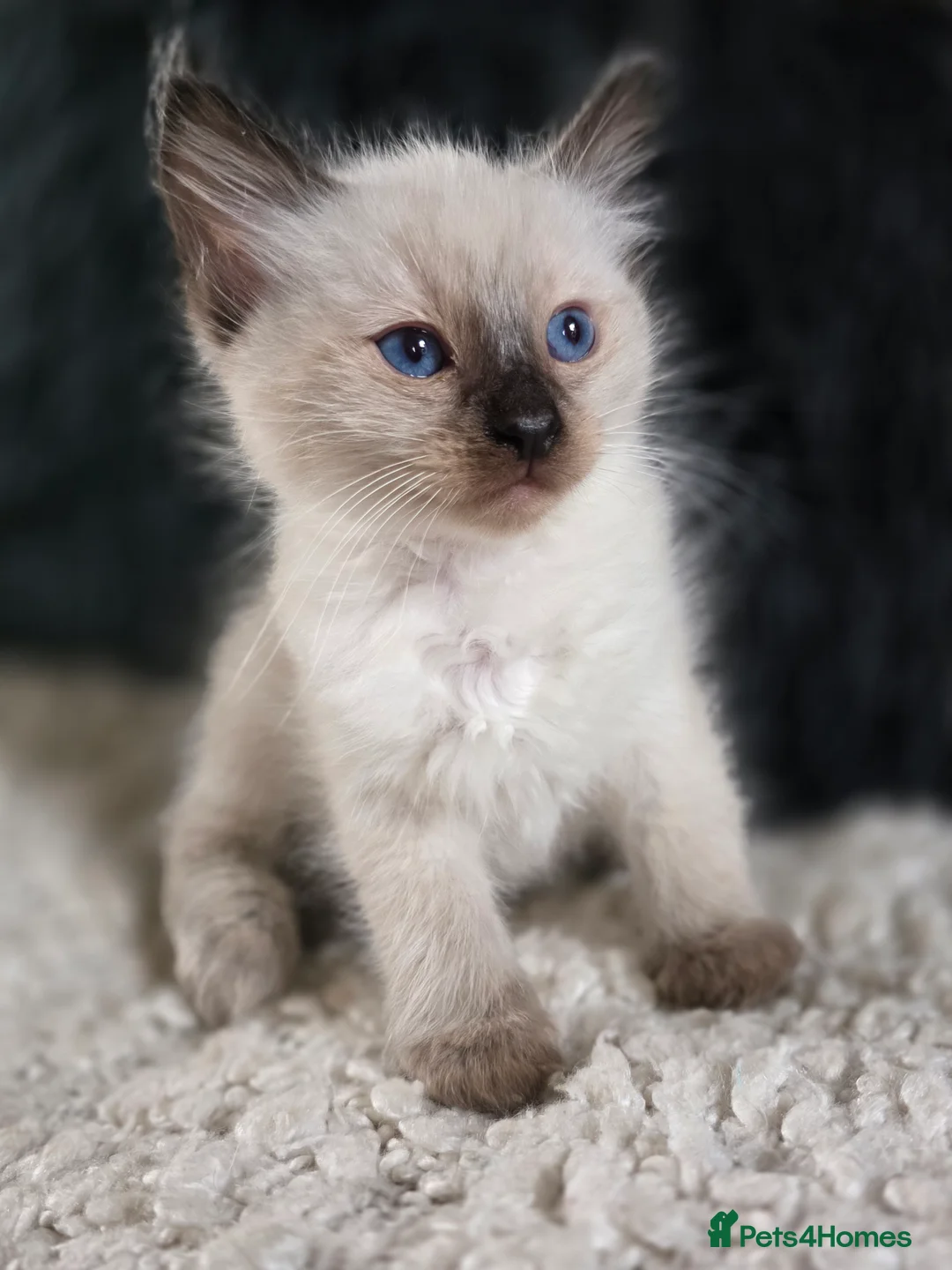 Ragdoll cats for sale: Beautiful Ragdoll Kittens - Advert 2