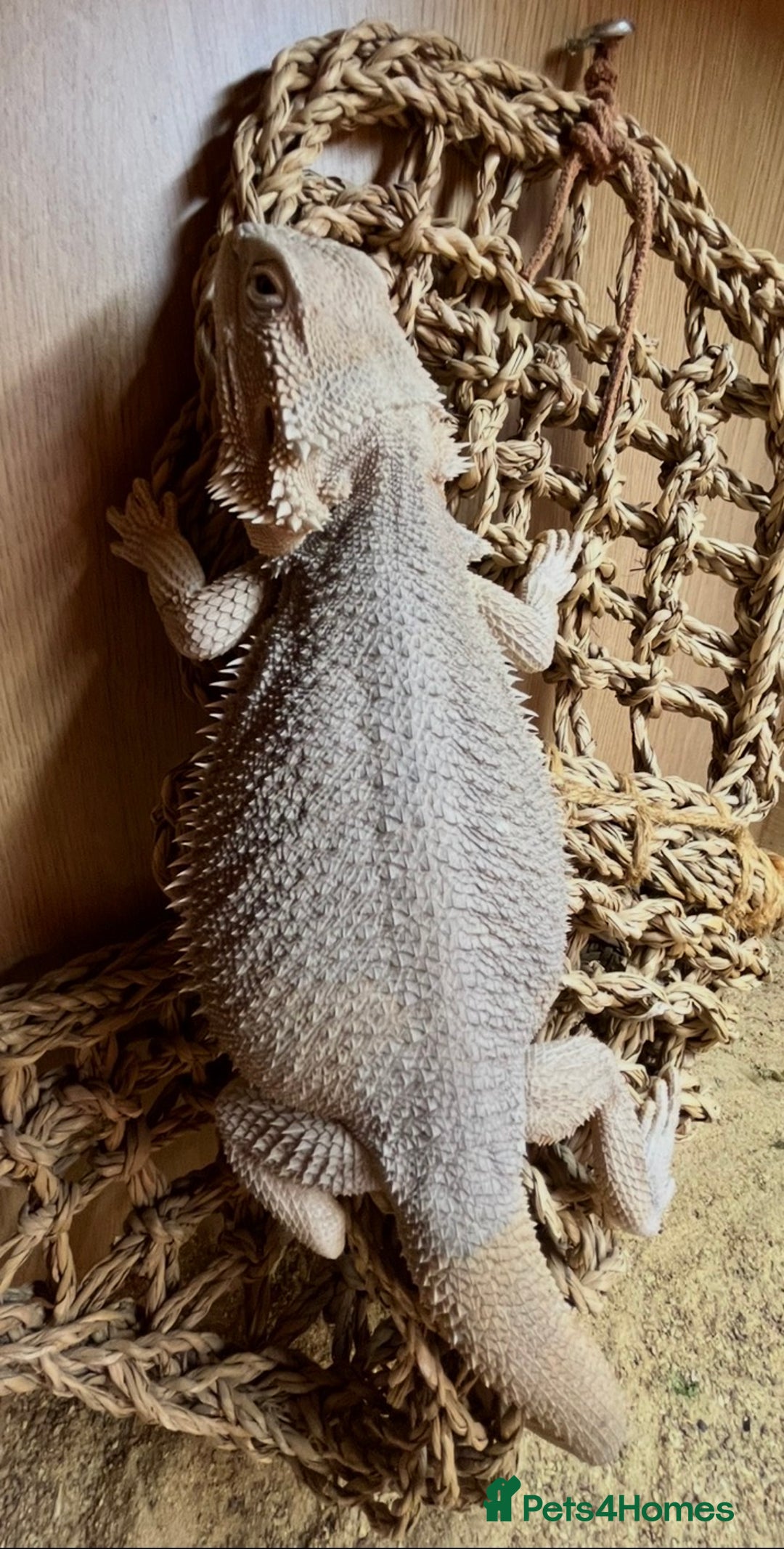 Bearded Dragon reptiles for sale: Hypo Zero Het Trans Bearded Dragon  - Advert 1