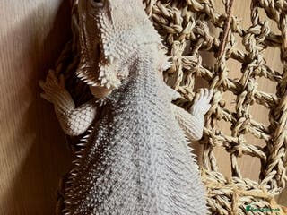 Bearded Dragon reptiles Hypo Zero Het Trans Bearded Dragon - Advert 2