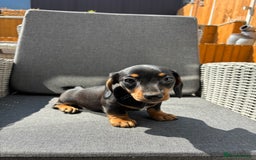 Miniature Dachshund dogs for sale: Dachshund puppies - Image 10