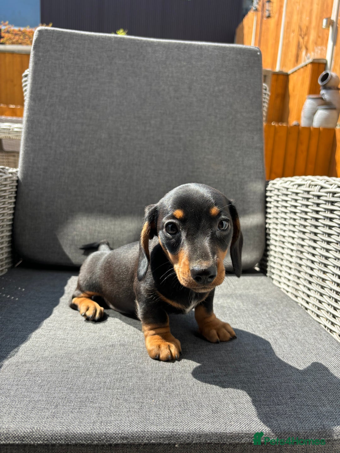 Miniature Dachshund dogs for sale: Dachshund puppies - Image 10
