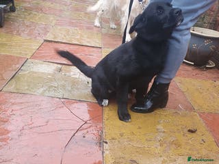 Mixed Breed dogs Akita and Golden retriever mix - Advert 9