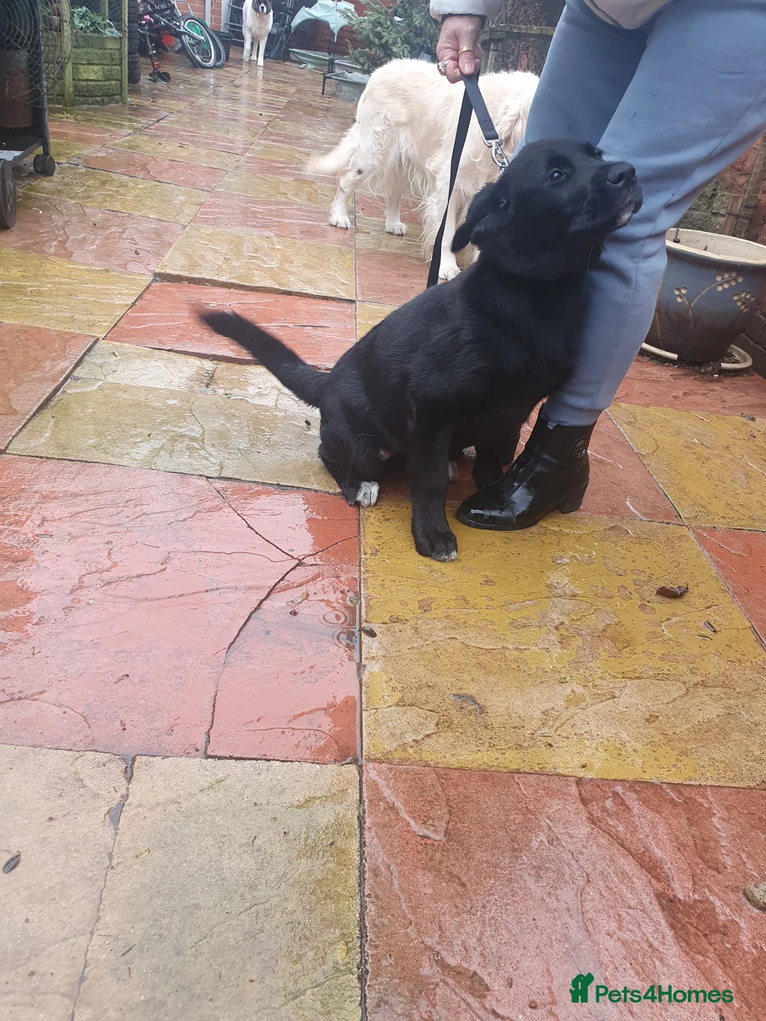 Mixed Breed dogs for sale: Akita and Golden retriever mix - Advert 2