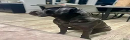 Cane Corso dogs for sale: Cane Corso Male for Sale – 9 Months , West Lothian in Livingston - Advert 3
