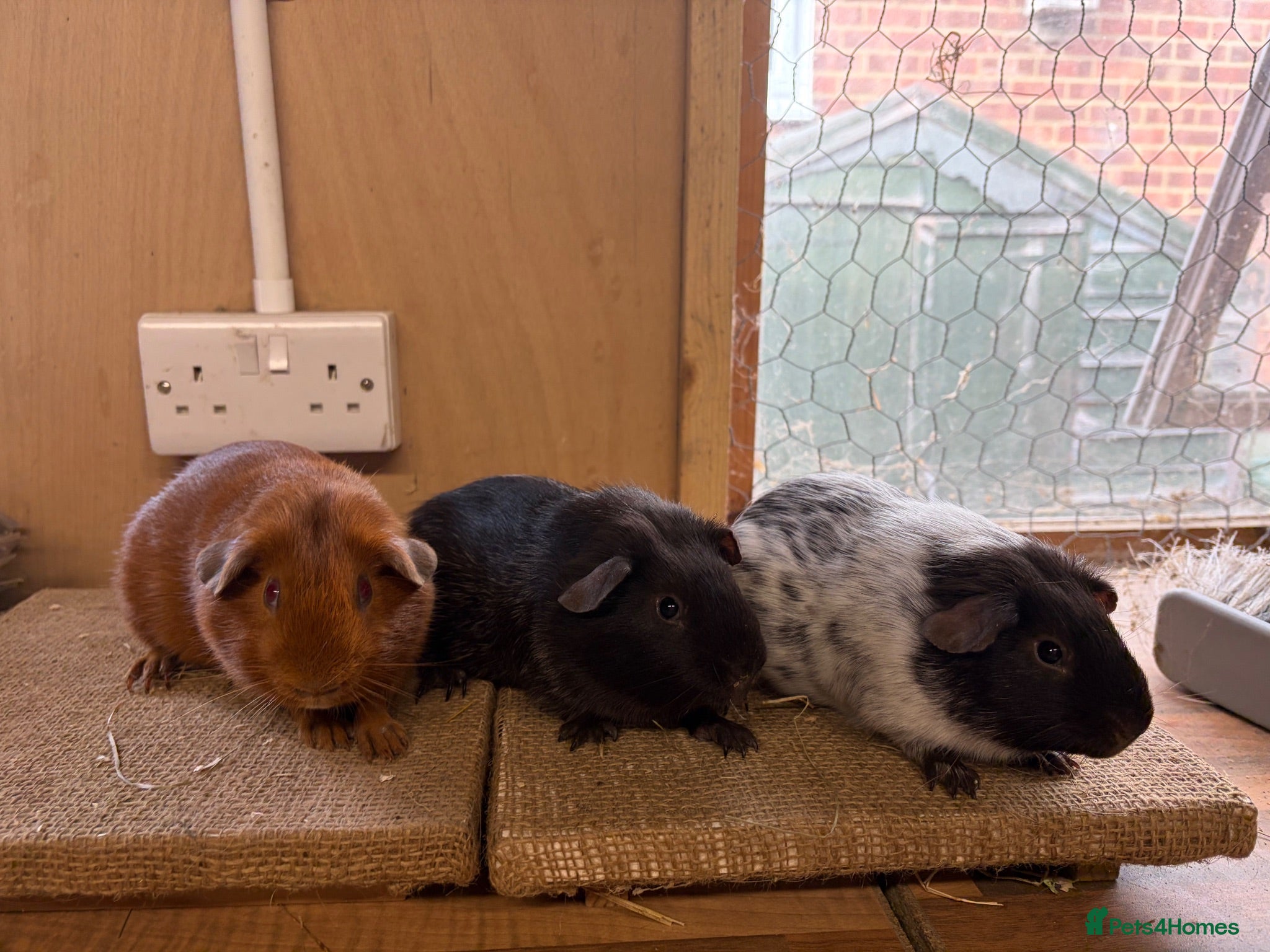 Guinea Pig rodents Male Guineapigs’s for sale  - Advert 3