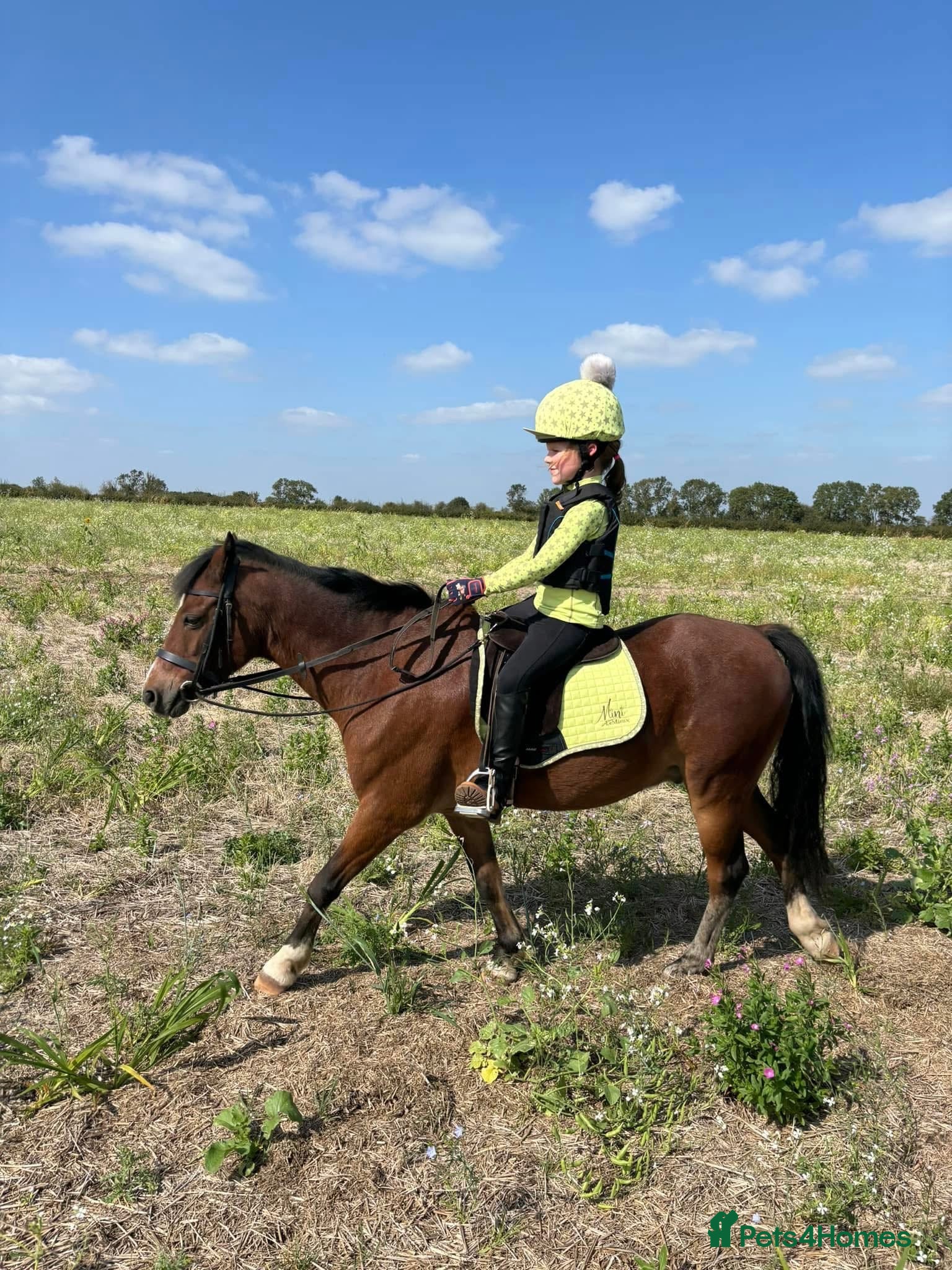 Welsh Section B horses Welsh part bred lead rein / confident first ridden - Advert 14