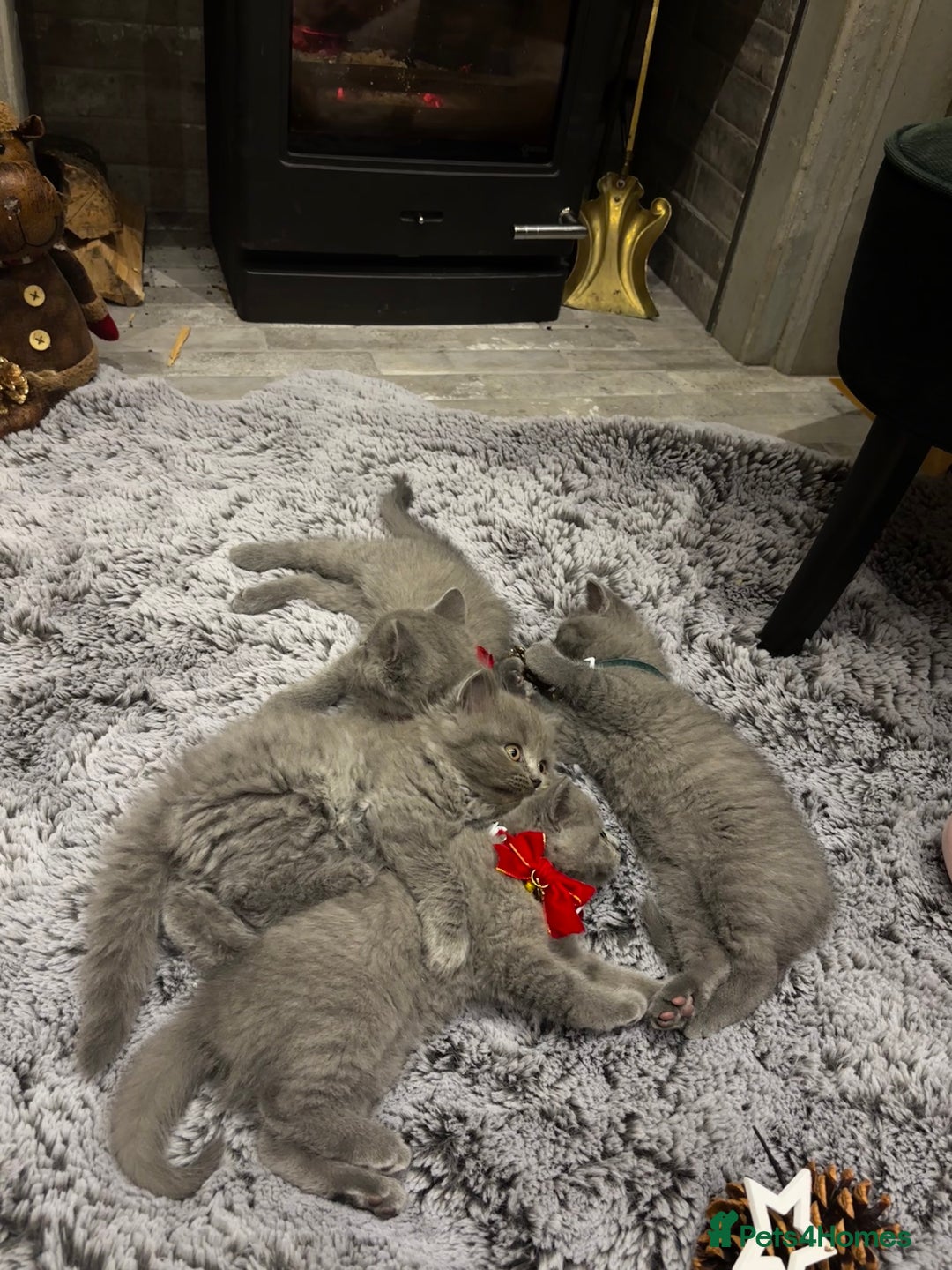 British Shorthair cats for sale: British Shorthair Kittens - Advert 11