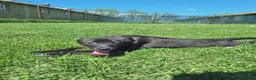 Mixed Breed dogs for adoption: Pink for adoption in Bedford - Advert 6
