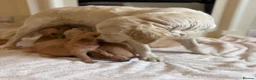 Golden Retriever dogs for sale: Golden retriever puppies  - Advert 9