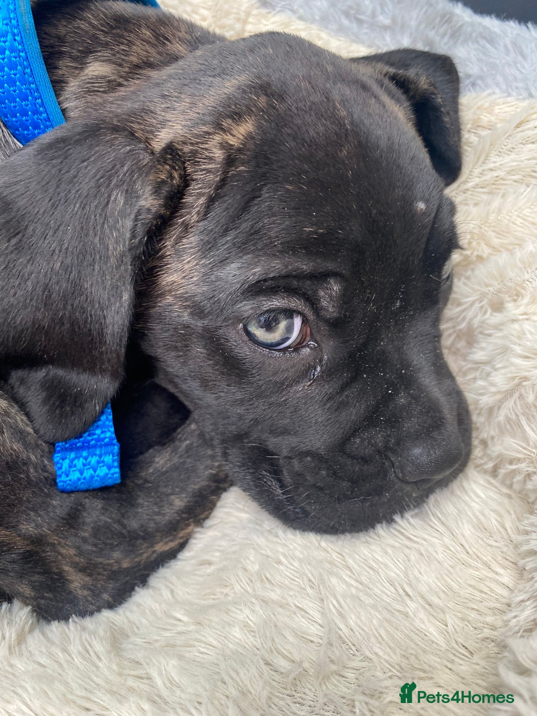 Cane Corso dogs for sale: Bruno  - Advert 24