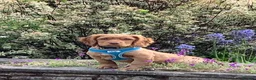 Cocker Spaniel dogs for sale: Two pure bred KC reg puppies looking for homes - Advert 7