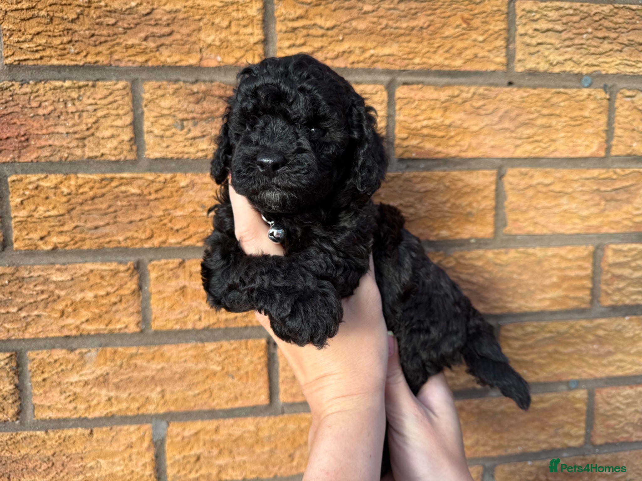Cockapoo dogs Toy Cockapoo Puppies | DNA & Health Tested Parents - Advert 1