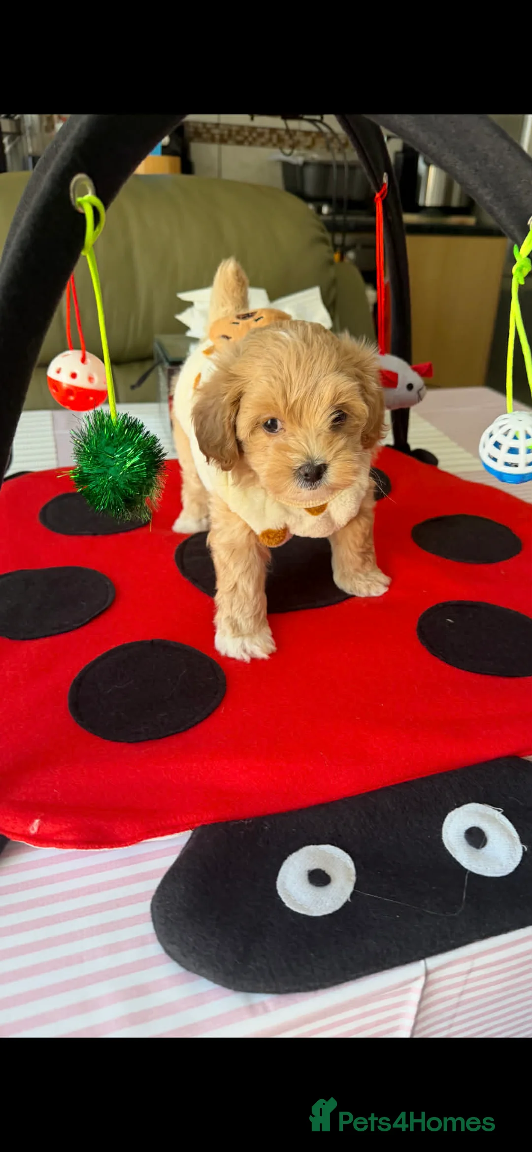 Maltipoo dogs for sale: Maltipoo Puppies for sale  - Advert 25