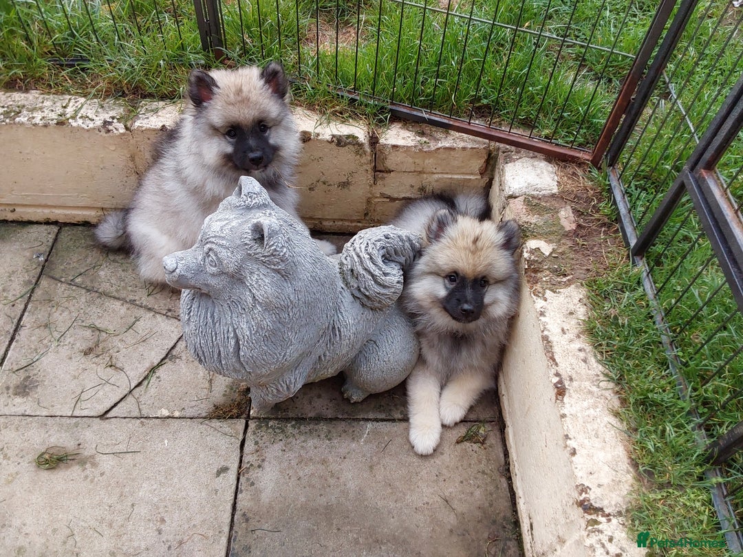 Keeshond dogs for sale: Stunning male Keeshond Puppy ready to go - Image 6