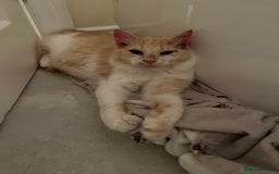 Domestic Shorthair cats for sale: Cream and white longhair cat  - Image 12
