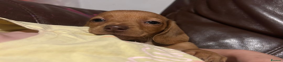 Miniature Dachshund Puppy 5