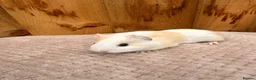 Guinea Pig rodents for sale: Beautiful baby boars  - Advert 5
