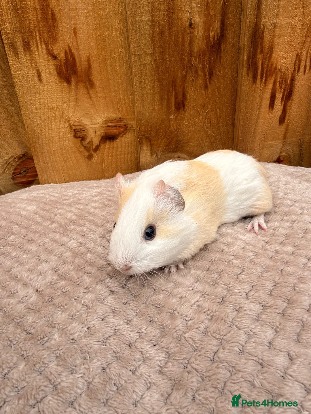 Guinea Pig rodents for sale: Beautiful baby boars  - Advert 5