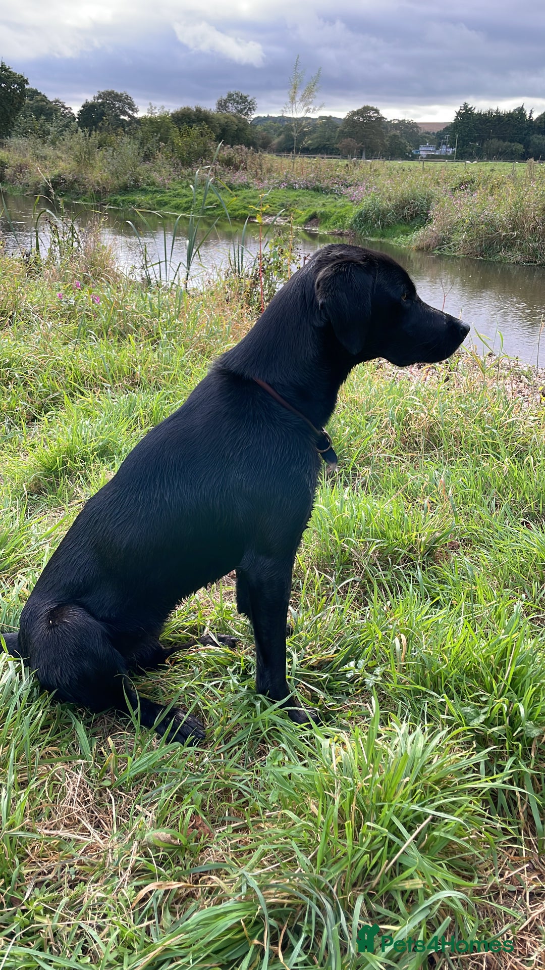 Labrador Retriever dogs for sale: Stunning litter of 8 pedigree Labrador Puppies - Image 8