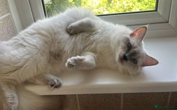 Ragdoll cats for sale: 💔 Rehoming Active Ragdoll Queens TICA Registered - Image 8