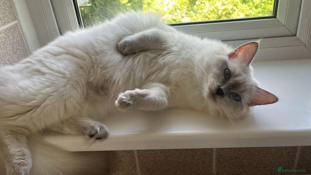 Ragdoll cats for sale: 💔 Rehoming Active Ragdoll Queens TICA Registered - Image 8
