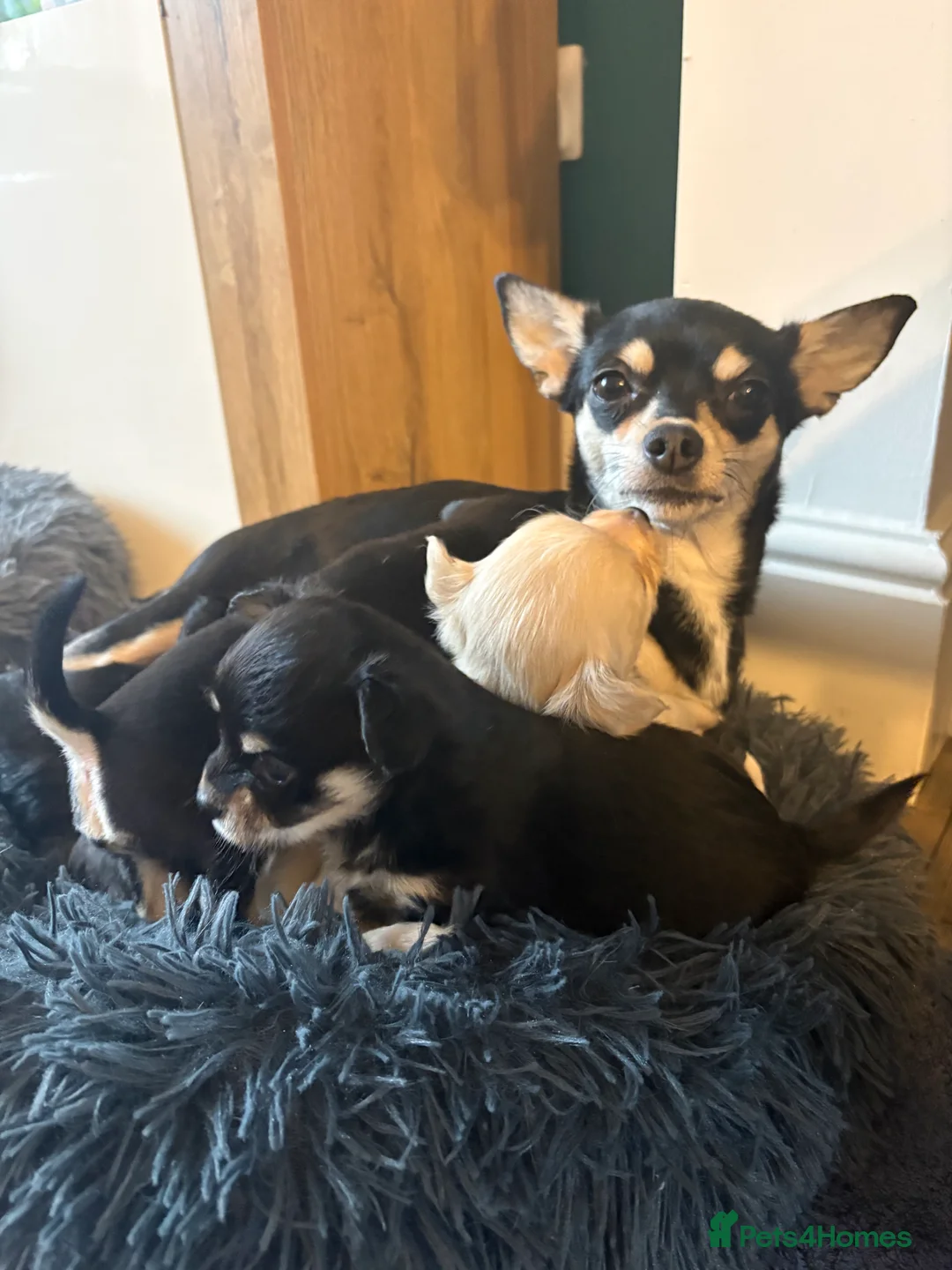 Chihuahua dogs for sale: Chihuahua puppies for sale  - Advert 1