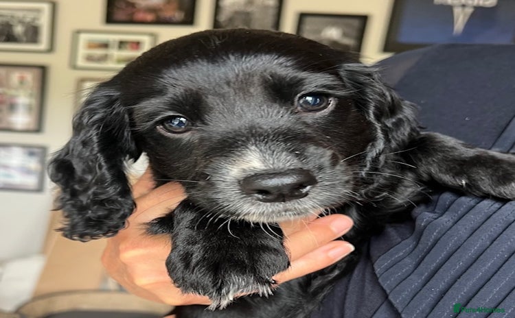 Cocker Spaniel dogs - Advert 1