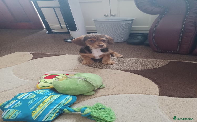 Mixed Breed dogs - Advert 1