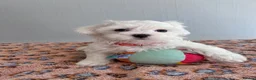 Maltese dogs for sale: Beautiful Maltese Puppies  - Advert 7
