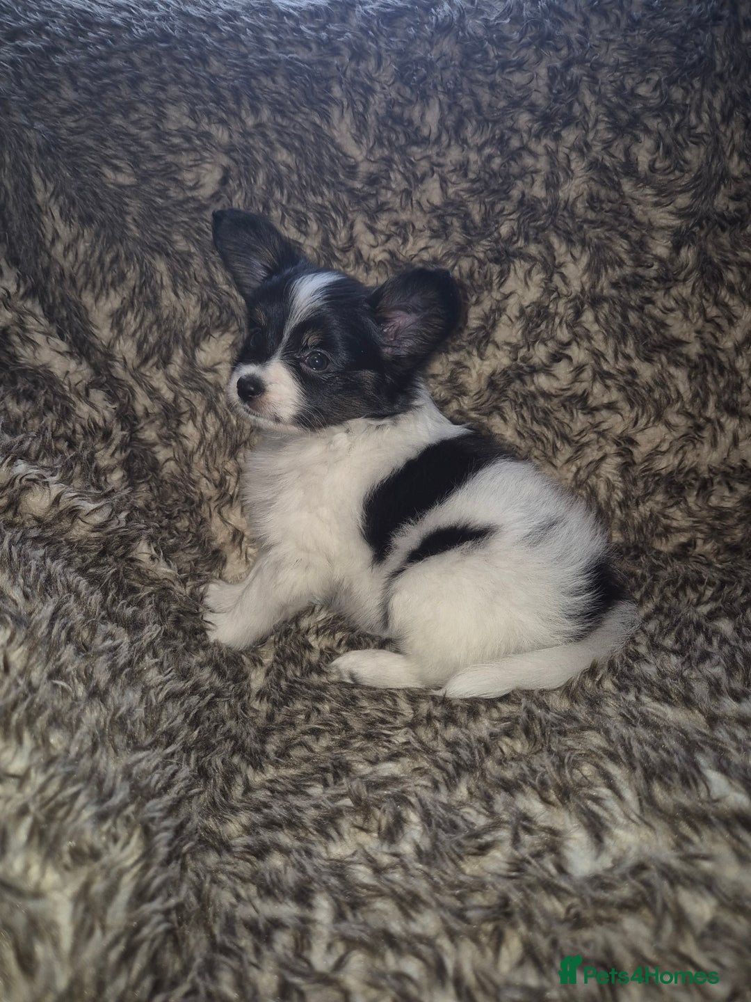 Papillon dogs for sale: Papillion puppys - Image 6