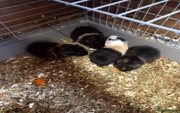 Guinea Pig rodents for sale: Teddy guinea pigs - Image 1