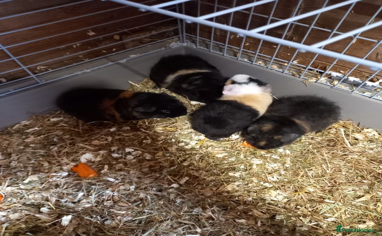Guinea Pig rodents - Advert 4