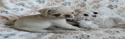 Pug dogs for sale:  2 PUG PUPPIES remain! K. C. registered - Advert 19