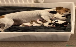 Jackapoo dogs for sale: @@GORGEOUS JACKAPOO PUPPIES@@ - Image 22
