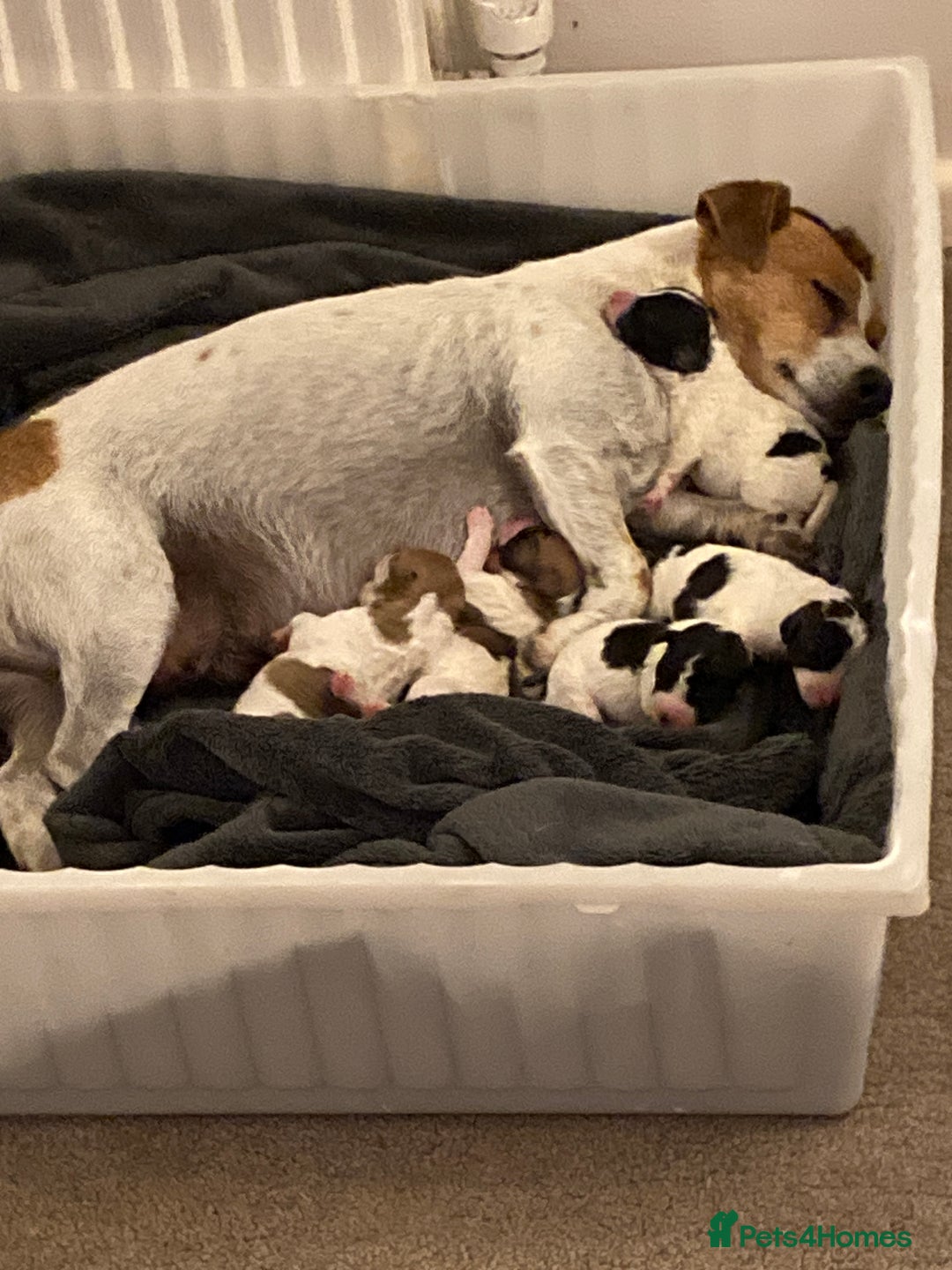 Jackapoo dogs for sale: @@GORGEOUS JACKAPOO PUPPIES@@ - Image 22
