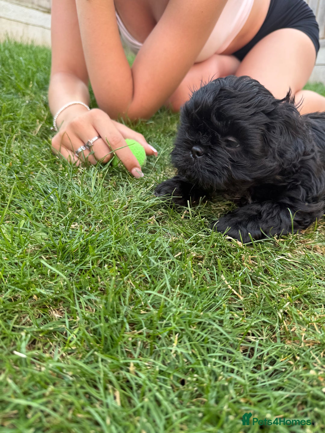 Shih Tzu dogs for sale: Black Shih tzu puppie - Image 5