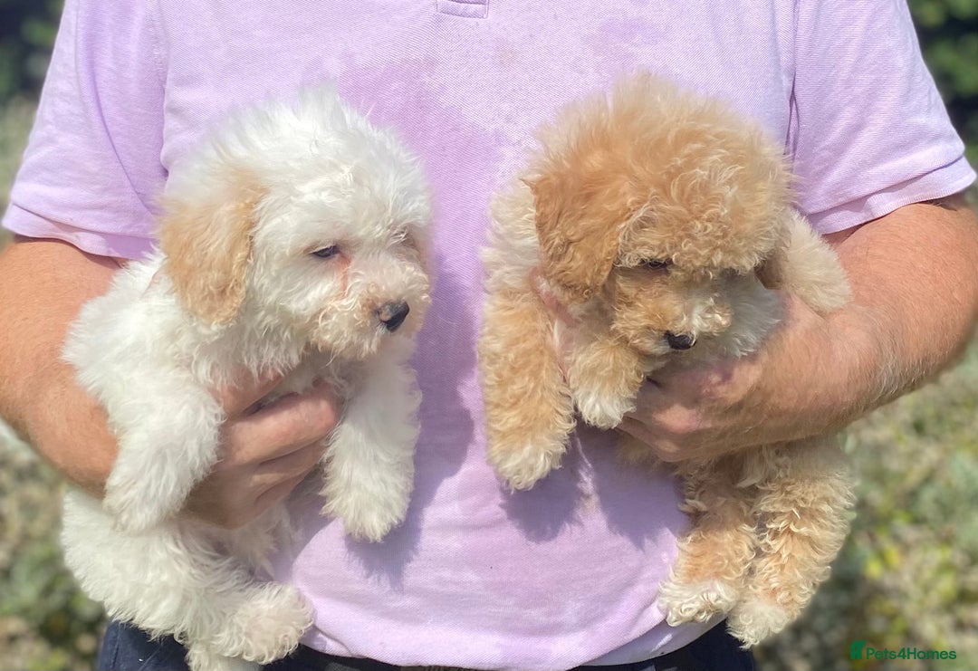 Poochon dogs for sale: Stunning Toy Poochon’s Boys - Image 2