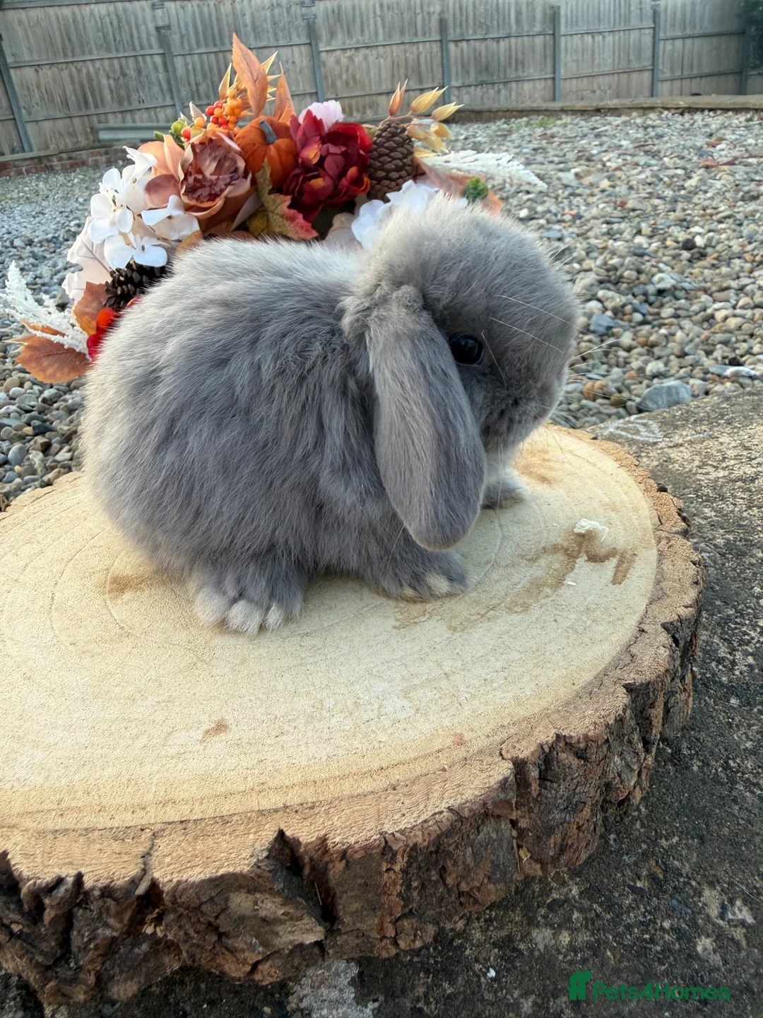 Mini Lop rabbits for sale: Beautiful mini lop ready to reserve 🩷🥰 - Advert 2