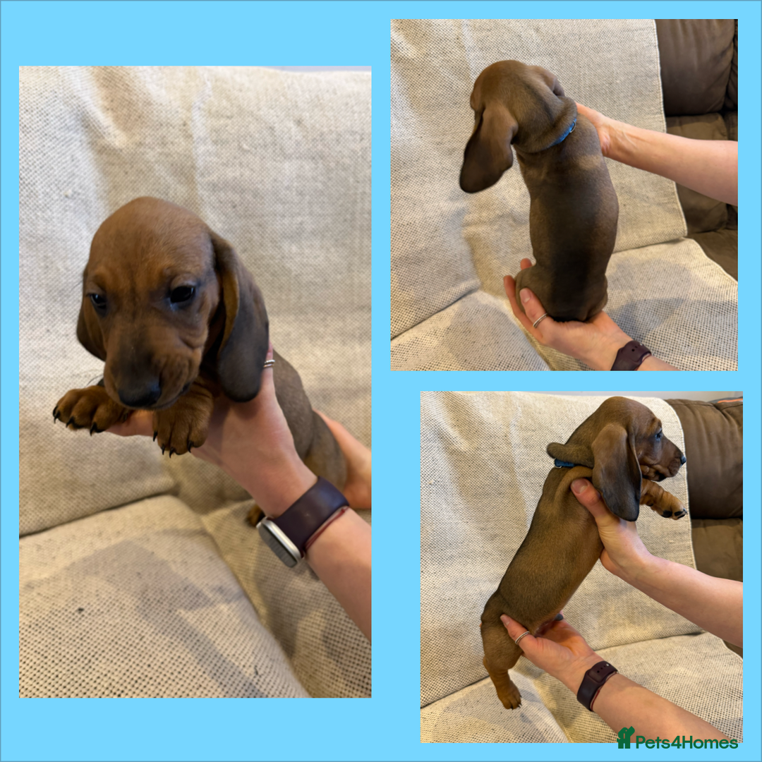 Dachshund dogs for sale: Standard dachshund puppies in Crawley - Image 11