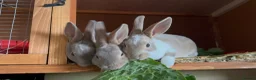 Rex rabbits for sale: Mini Rex babies variety of colours !  - Advert 3