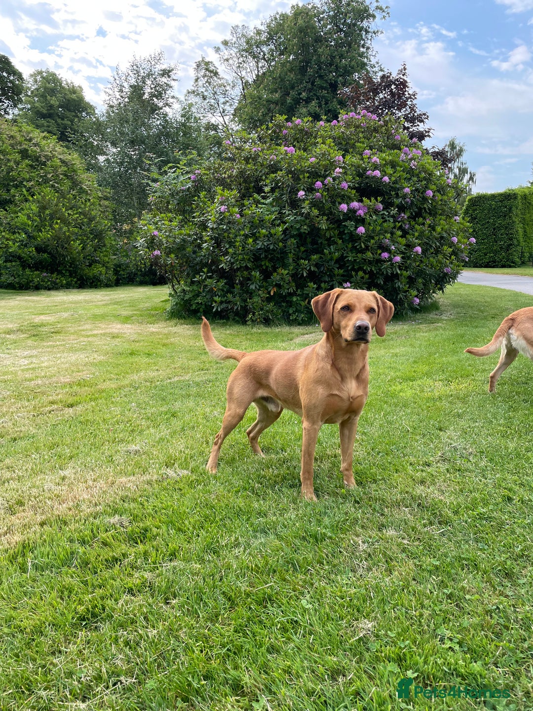 Labrador Retriever dogs for stud: Fox red Labrador for stud  - Image 3